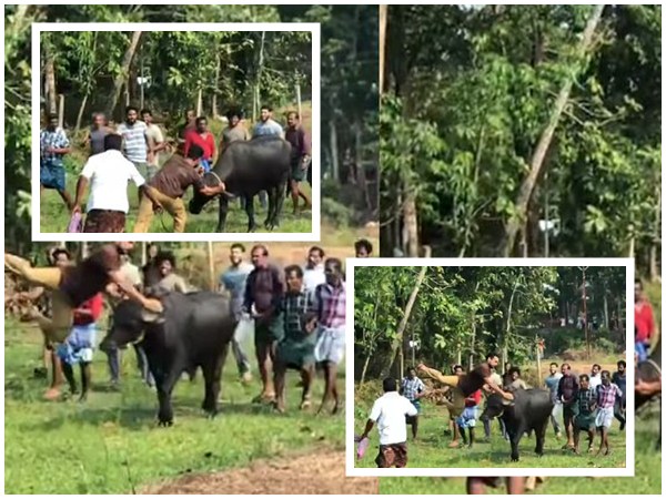 tovino tovino